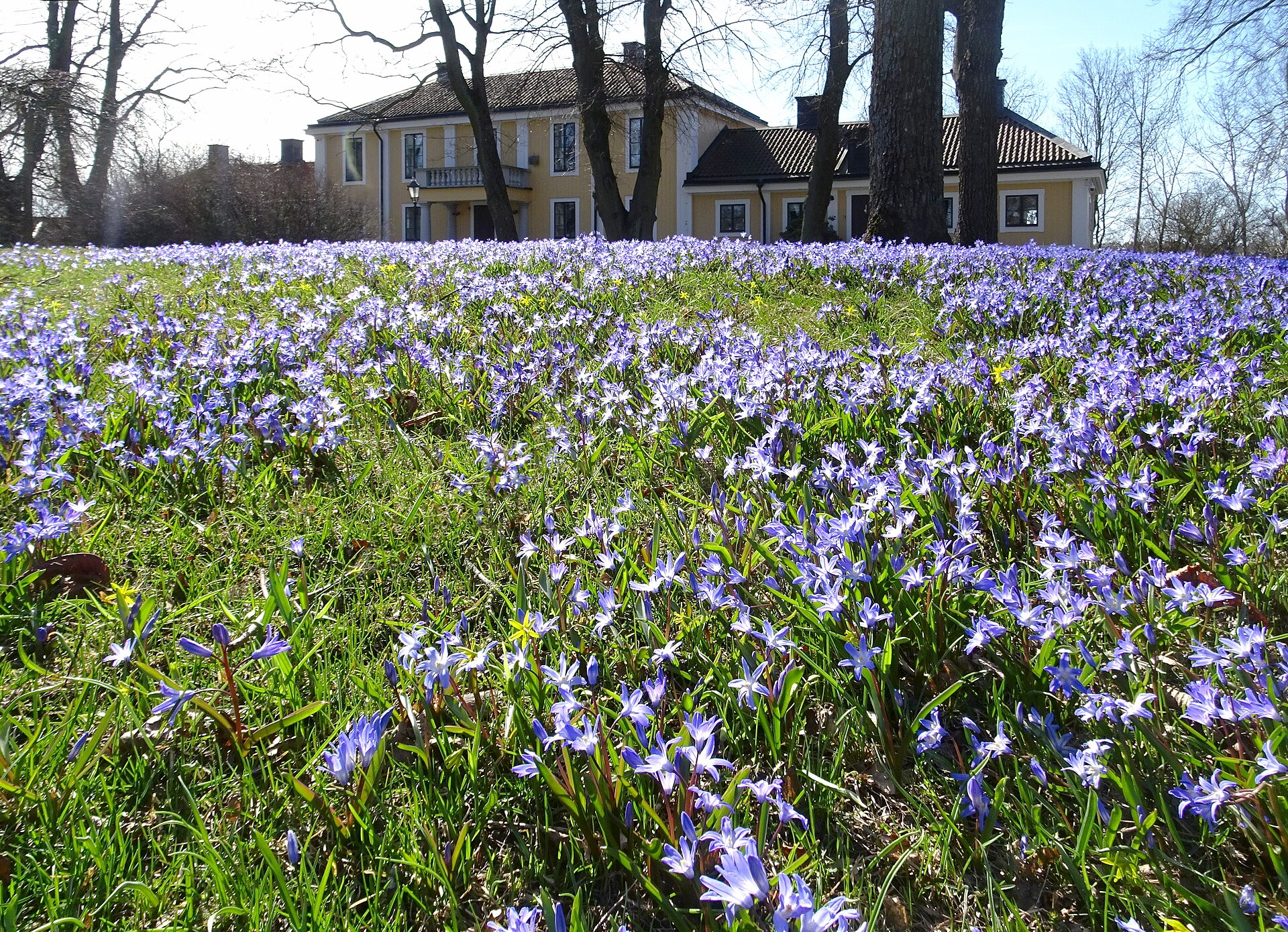 Älvsjö gårds gula huvudbyggnad bakom kala träd, med en gräsmatta full av blå vårblommor i förgrunden