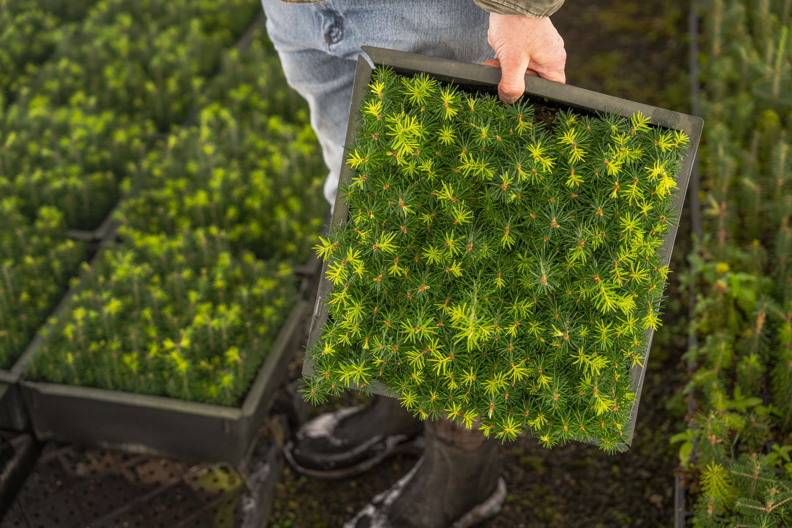 Granplantor i bricka i en plantskola