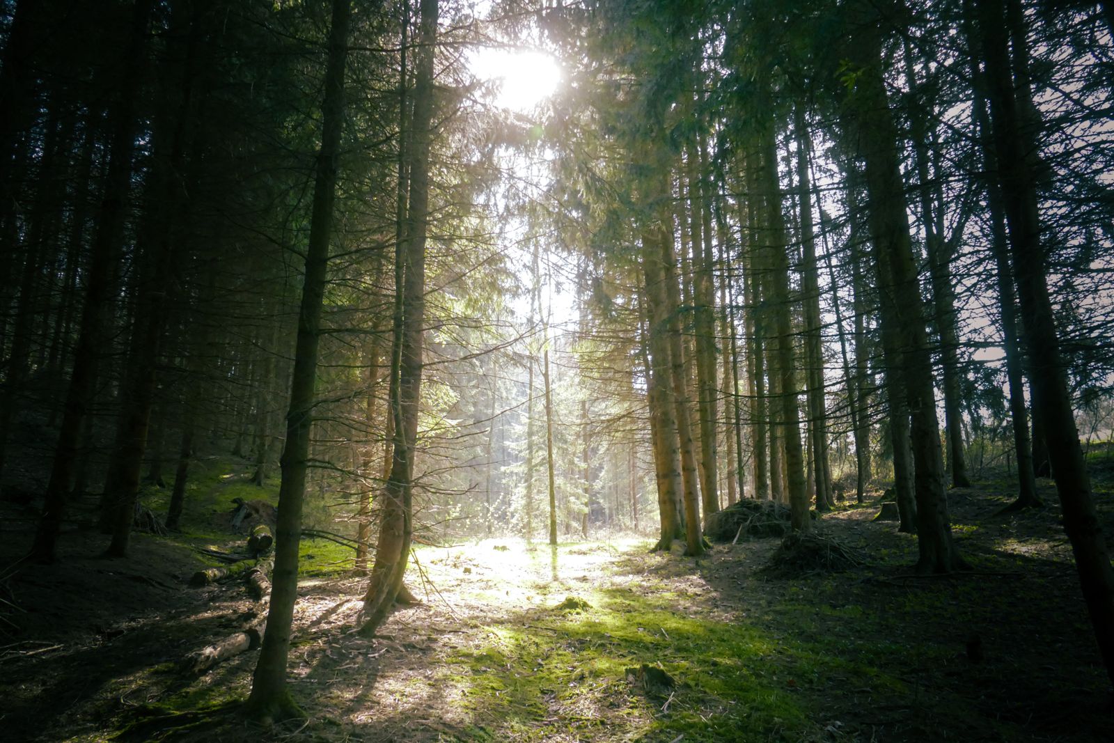Solbelyst granskog med mossbeklädd mark