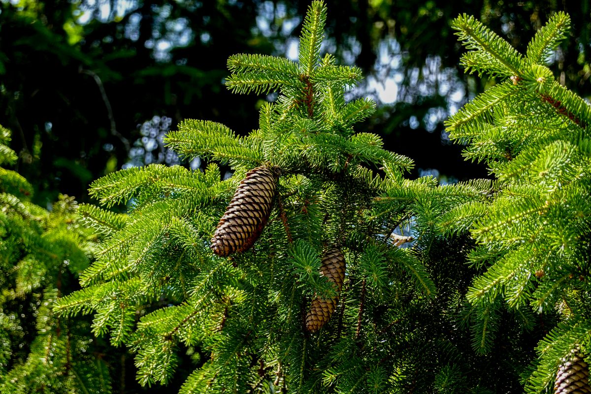 Rödgran, Picea abies, med spetsig krona i svensk skog