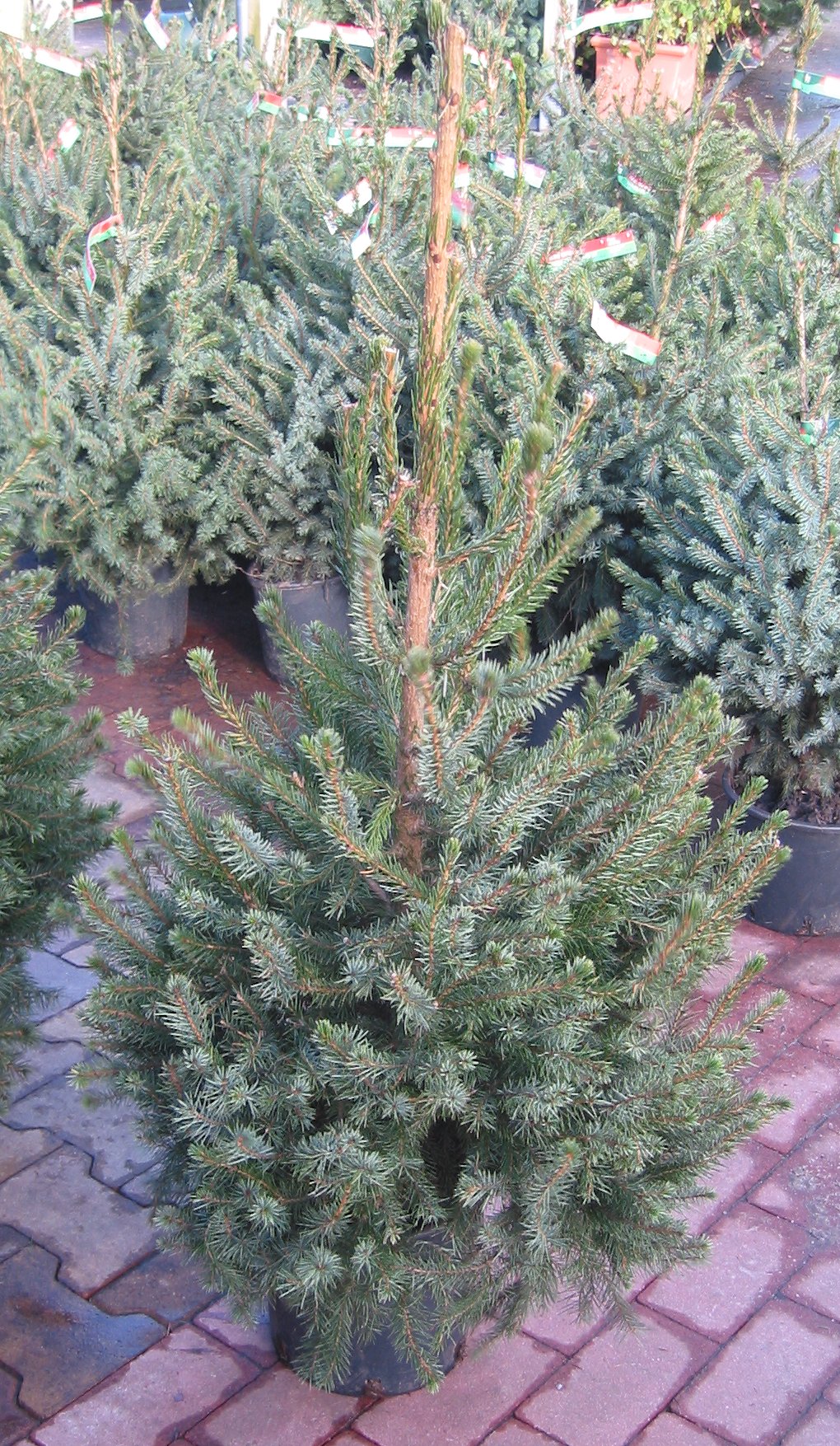 Serbgran, Picea omorika, med smal pelarlik krona