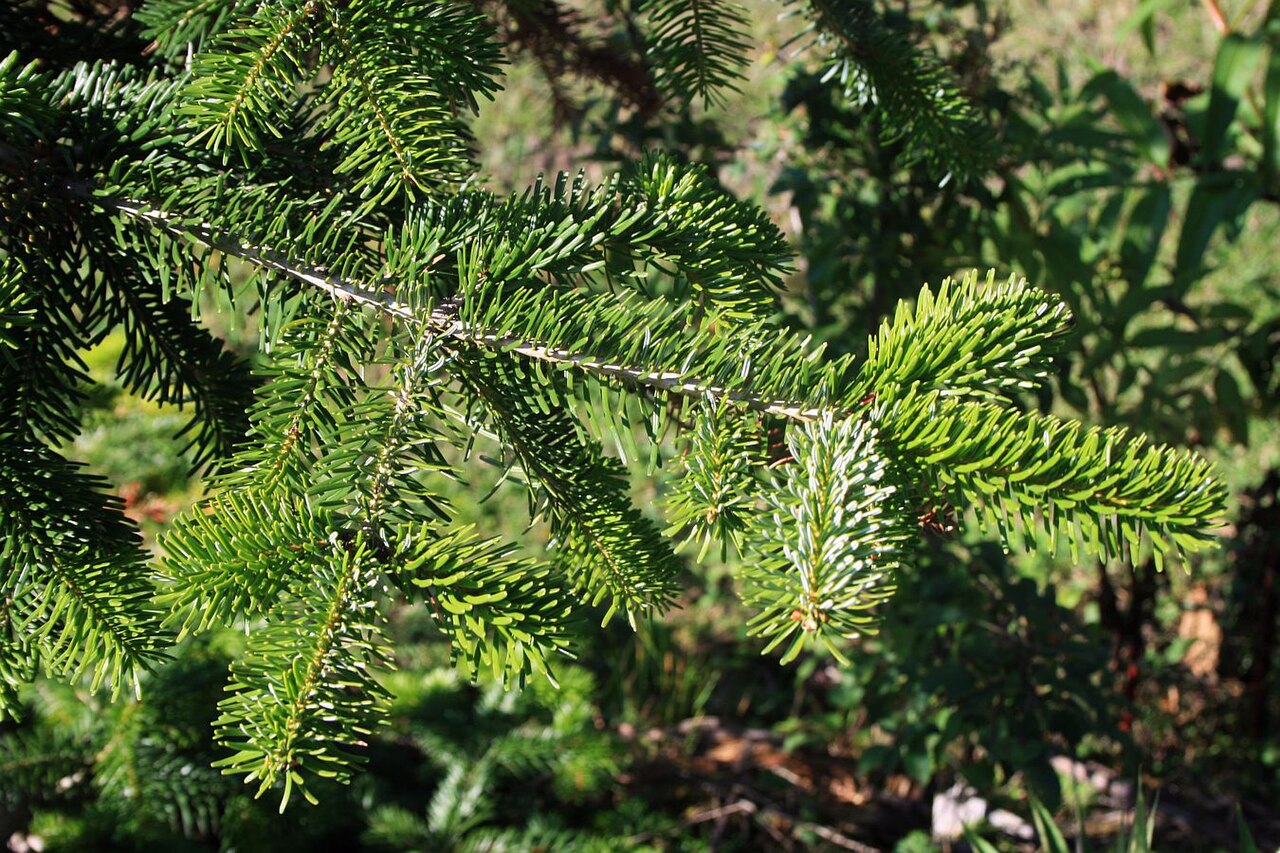 Gren av kungsgran, Abies nordmanniana, med breda och platta barr som sitter ett och ett längs skottet