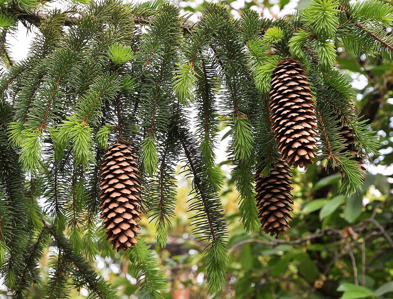 Nedhängande bruna kottar och gröna barr på en gren av rödgran (Picea abies)