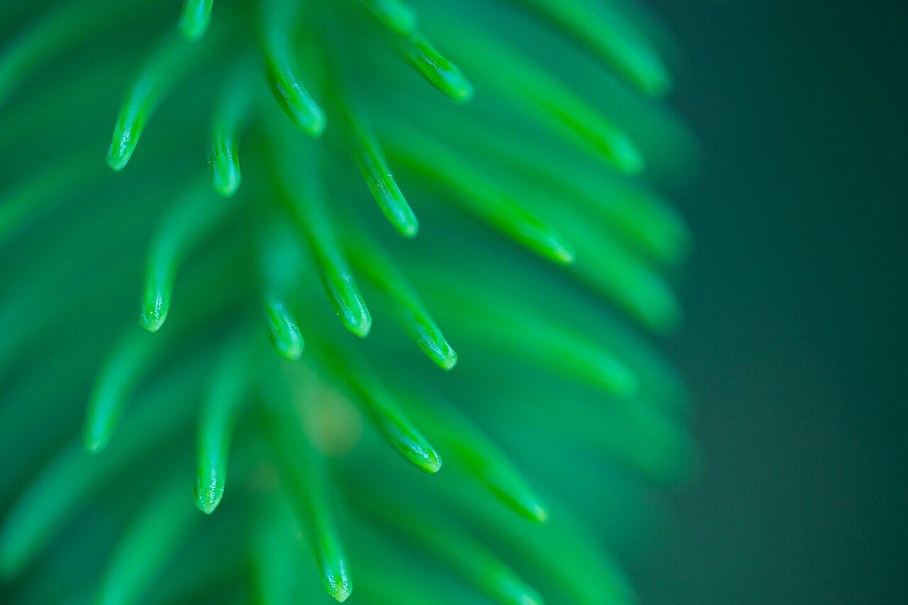 Närbild på gran (Picea abies) där de korta, styva barren sitter ett och ett runt hela skottet