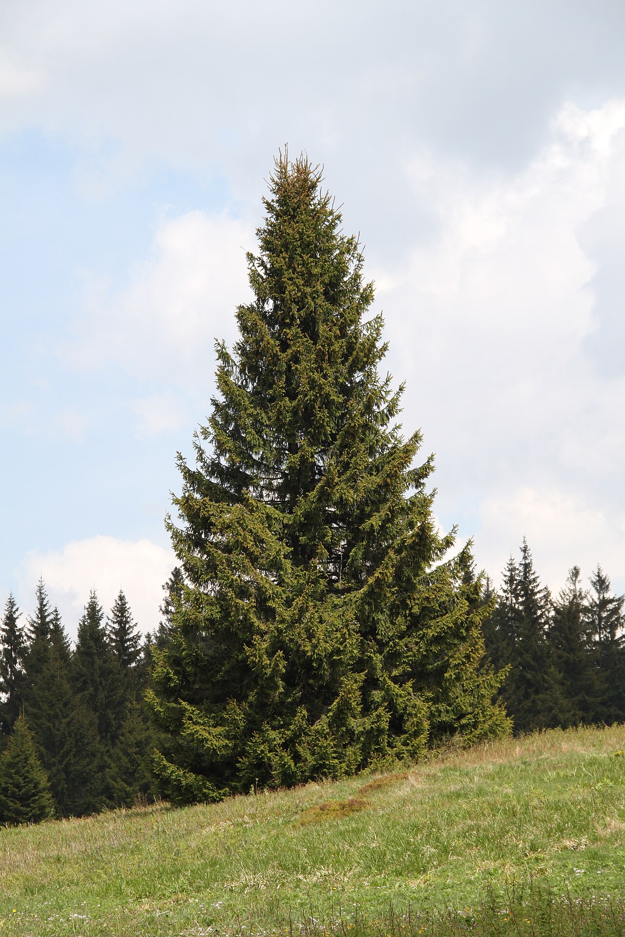 Ensam rödgran (Picea abies) med spetsig, regelbunden krona på en äng