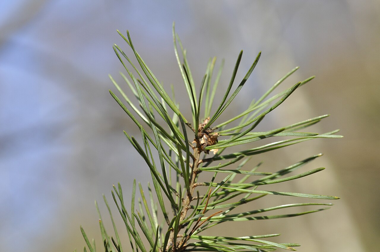 Skott av tall (Pinus sylvestris) där de långa barren tydligt sitter parvis, två i varje knippe