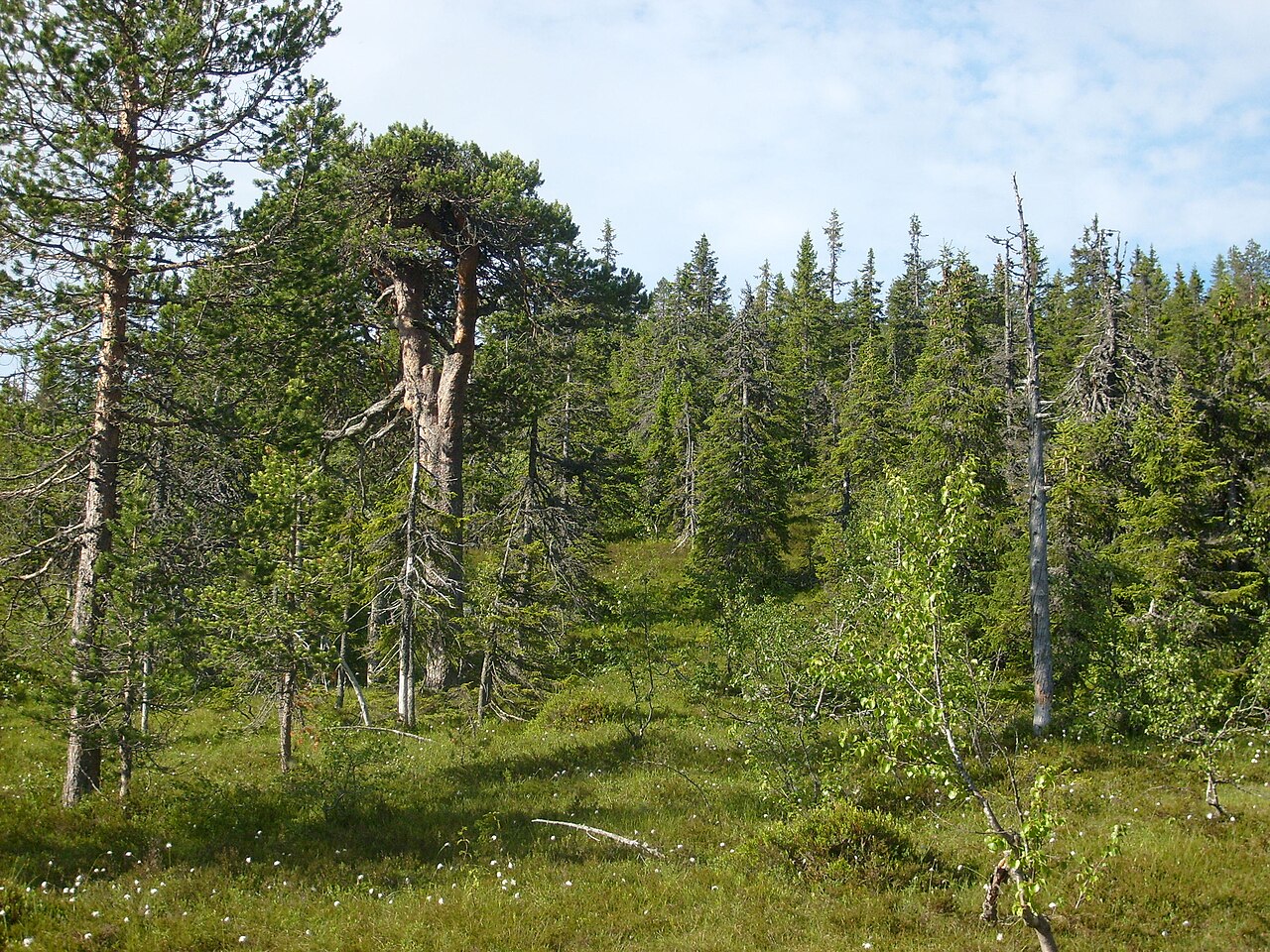 Gles gammal barrskog i Tandövala naturreservat i Dalarna, med bredkroniga tallar i förgrunden och smalare granar i beståndet bakom