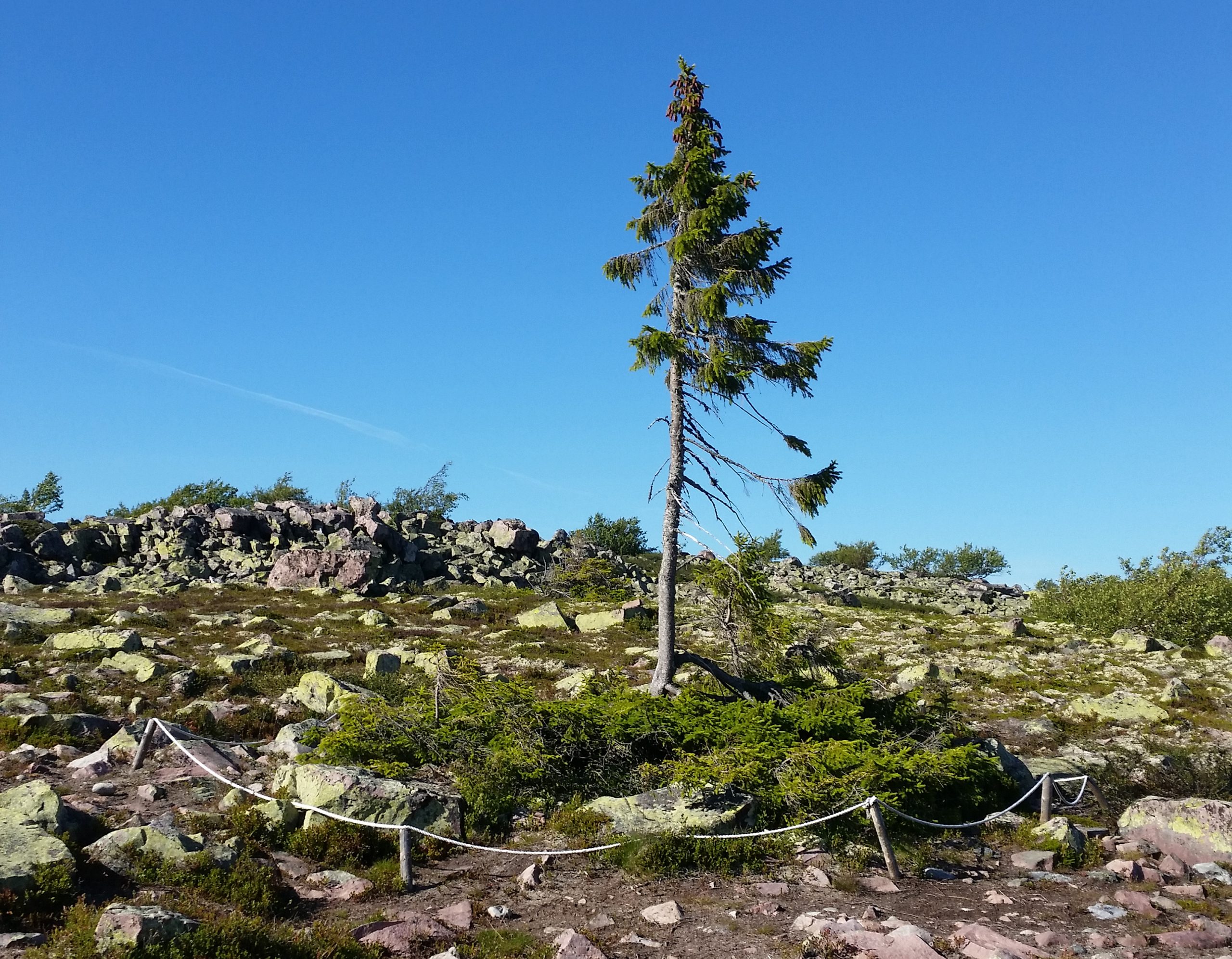 Old Tjikko, den gamla granen på Fulufjället i Dalarna
