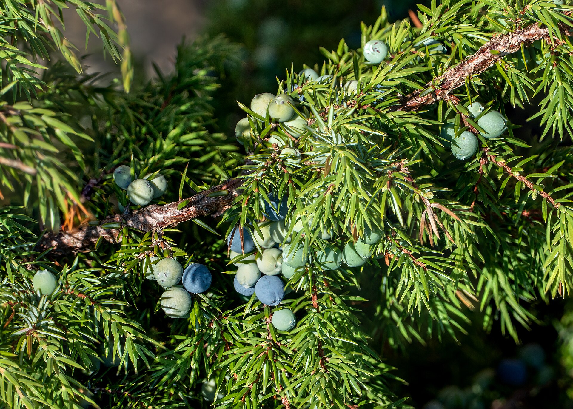 Engren med vassa barr i kransar och enbär i både grönt och blåsvart på samma kvist