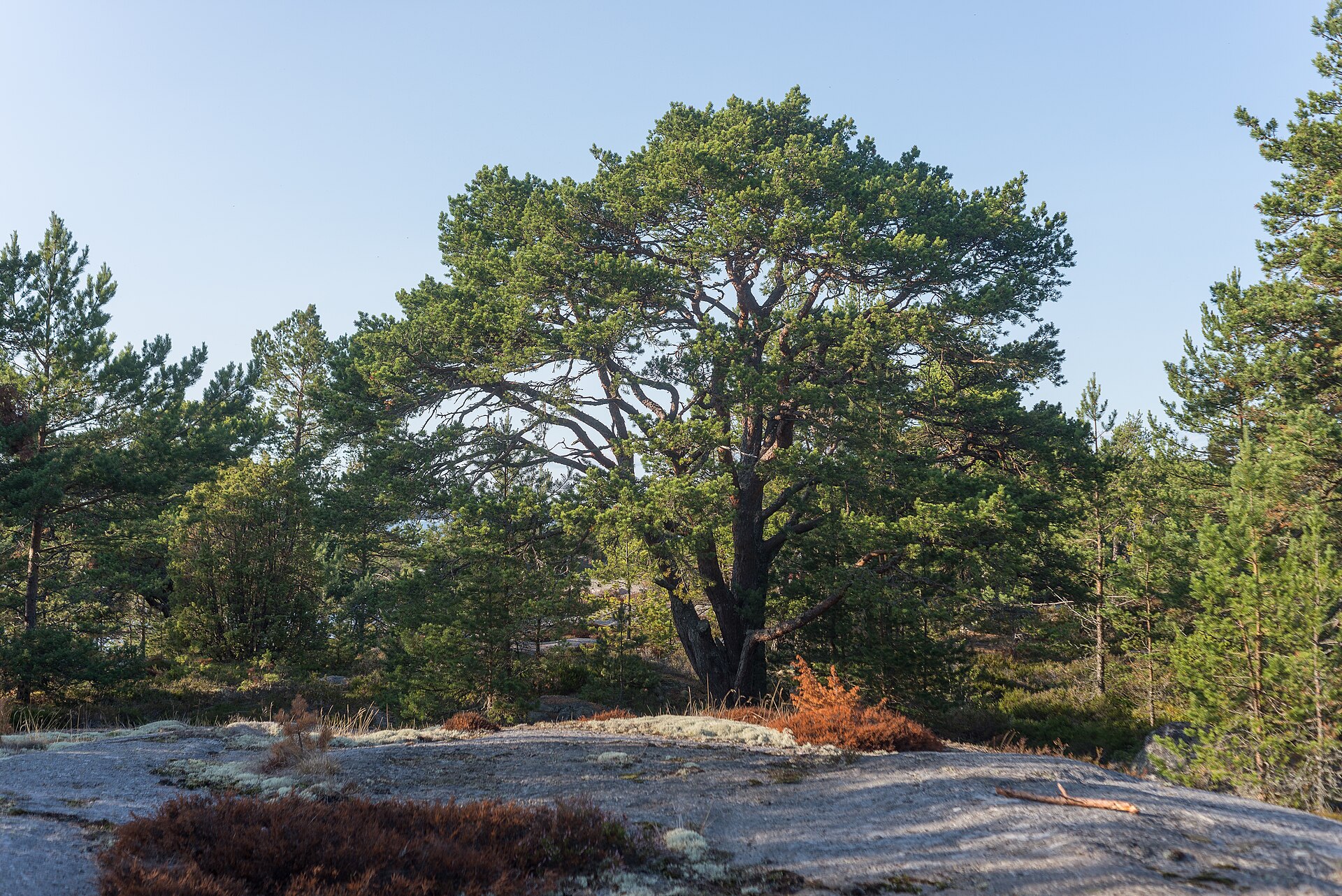 Grov tall på hällmark omgiven av yngre tallar på Fjärdlång i Stockholms skärgård
