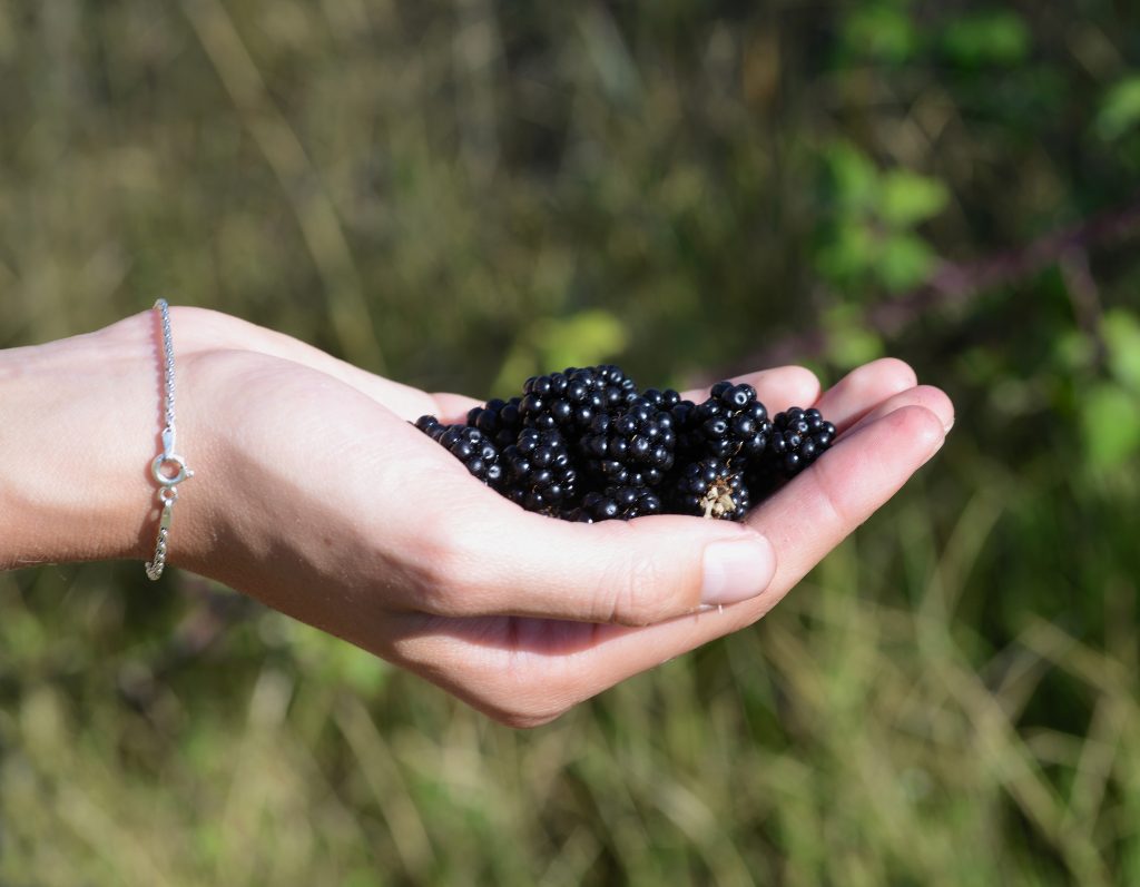 Handfull nyplockade svarta björnbär hållna i en kupad hand ute i naturen