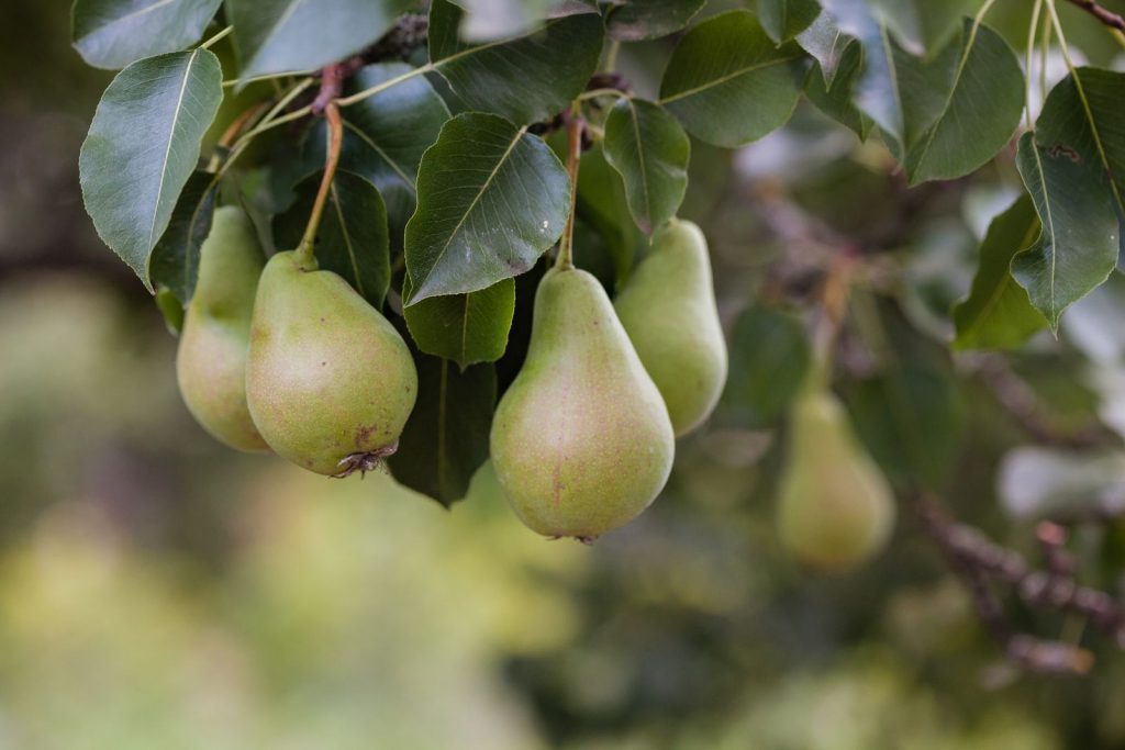 Gröna päron som hänger kvar på grenen bland mörka blad, med tydligt smalnande hals mot skaftet