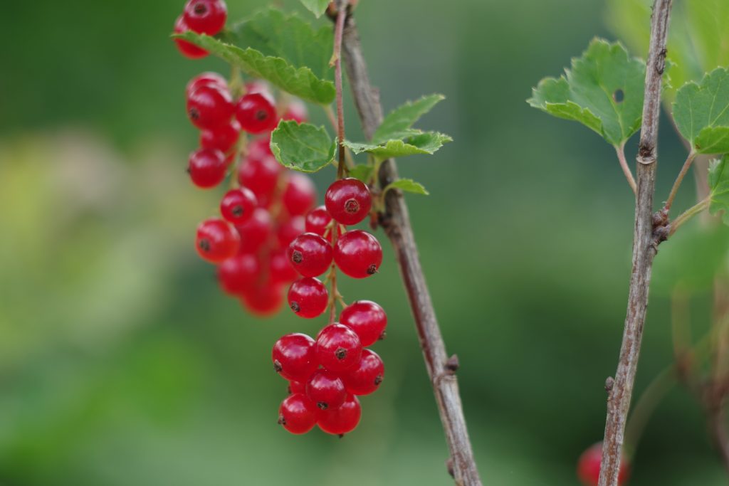 Röda vinbär i klasar på grenen med gröna blad