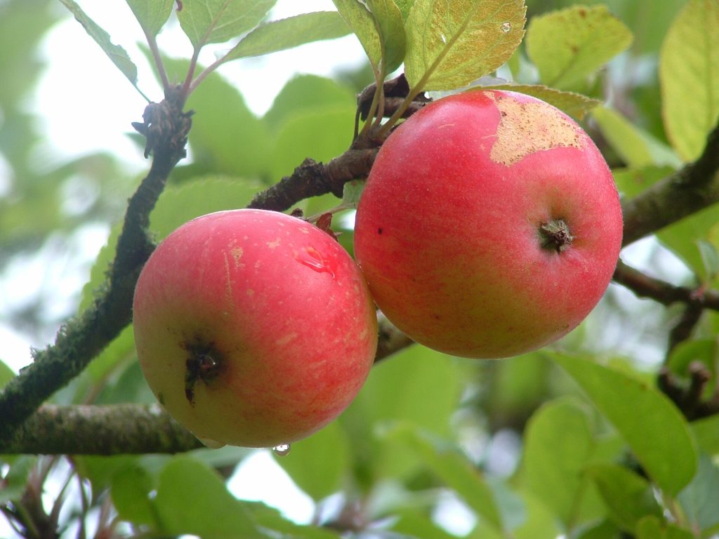 Två klarröda Discovery-äpplen på en gren bland gröna blad