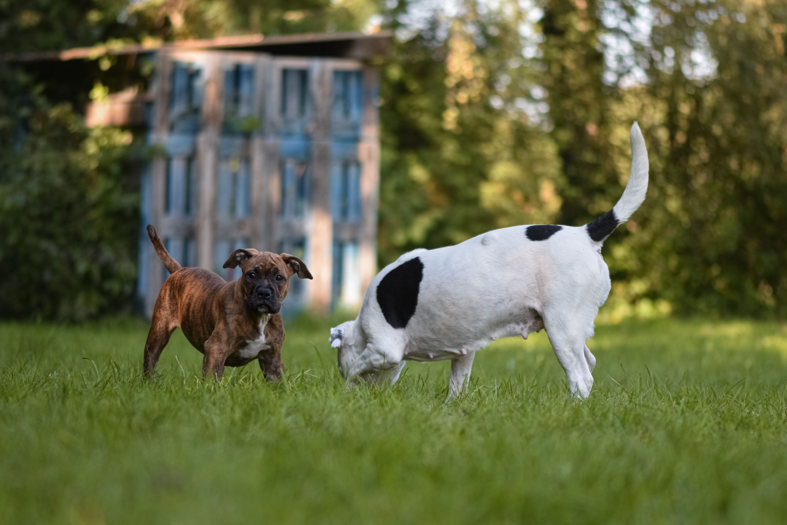 Hund sänker framdelen i en bugning