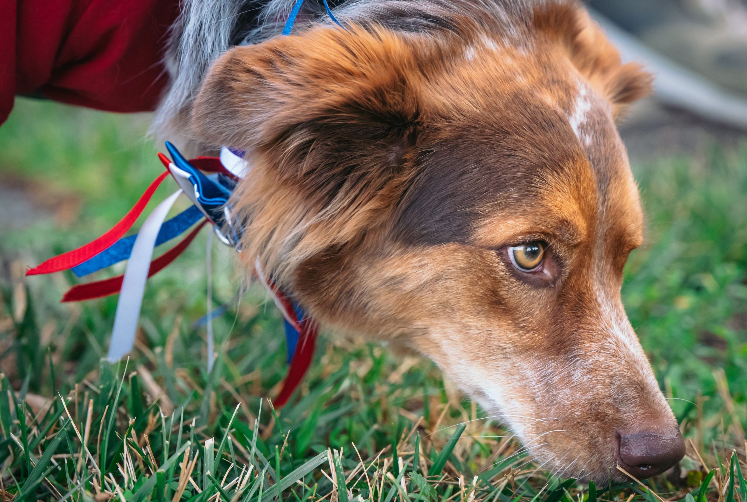 Hund nosar i gräset under nosarbete