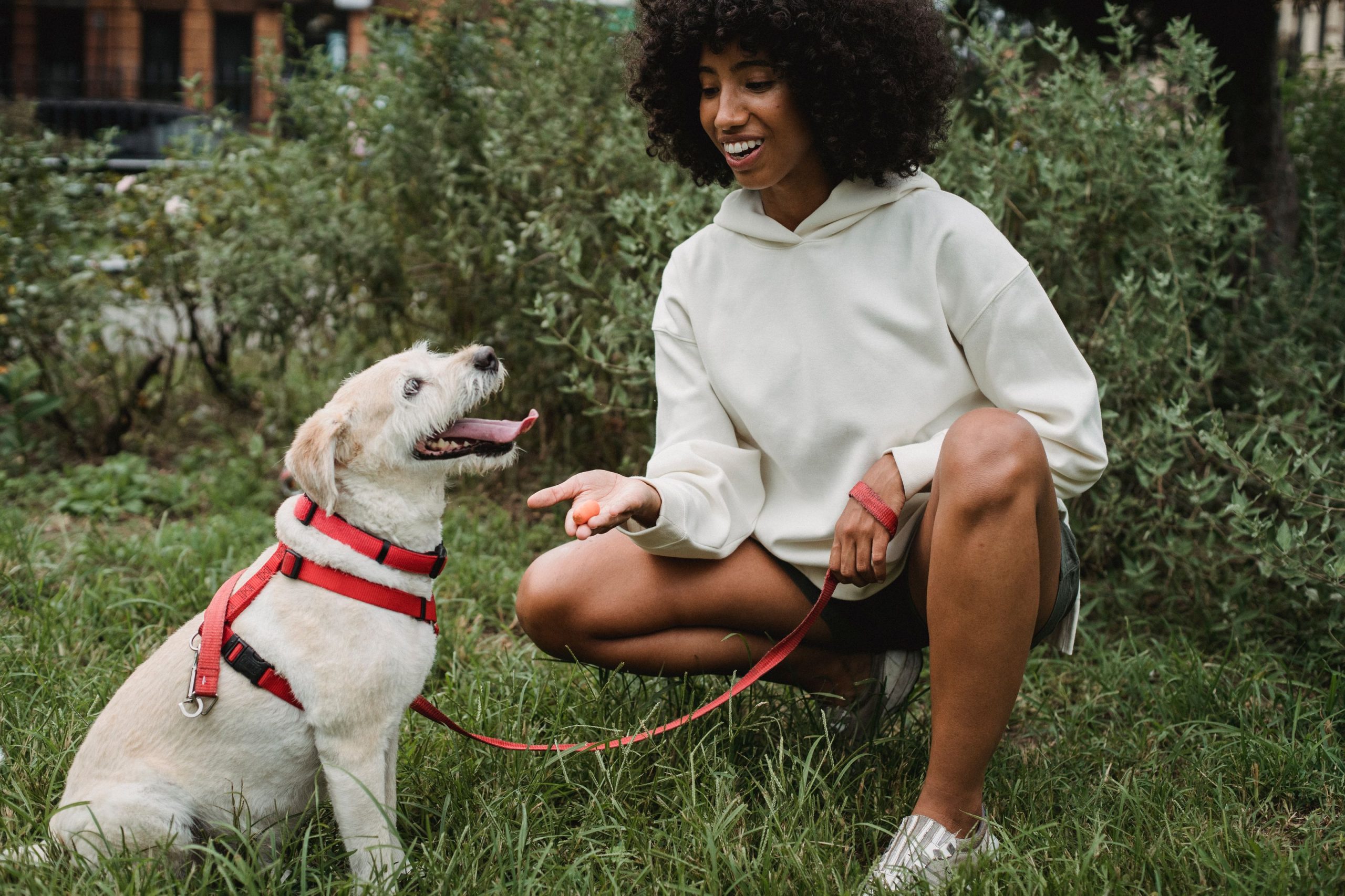 Person tränar en glad hund utomhus