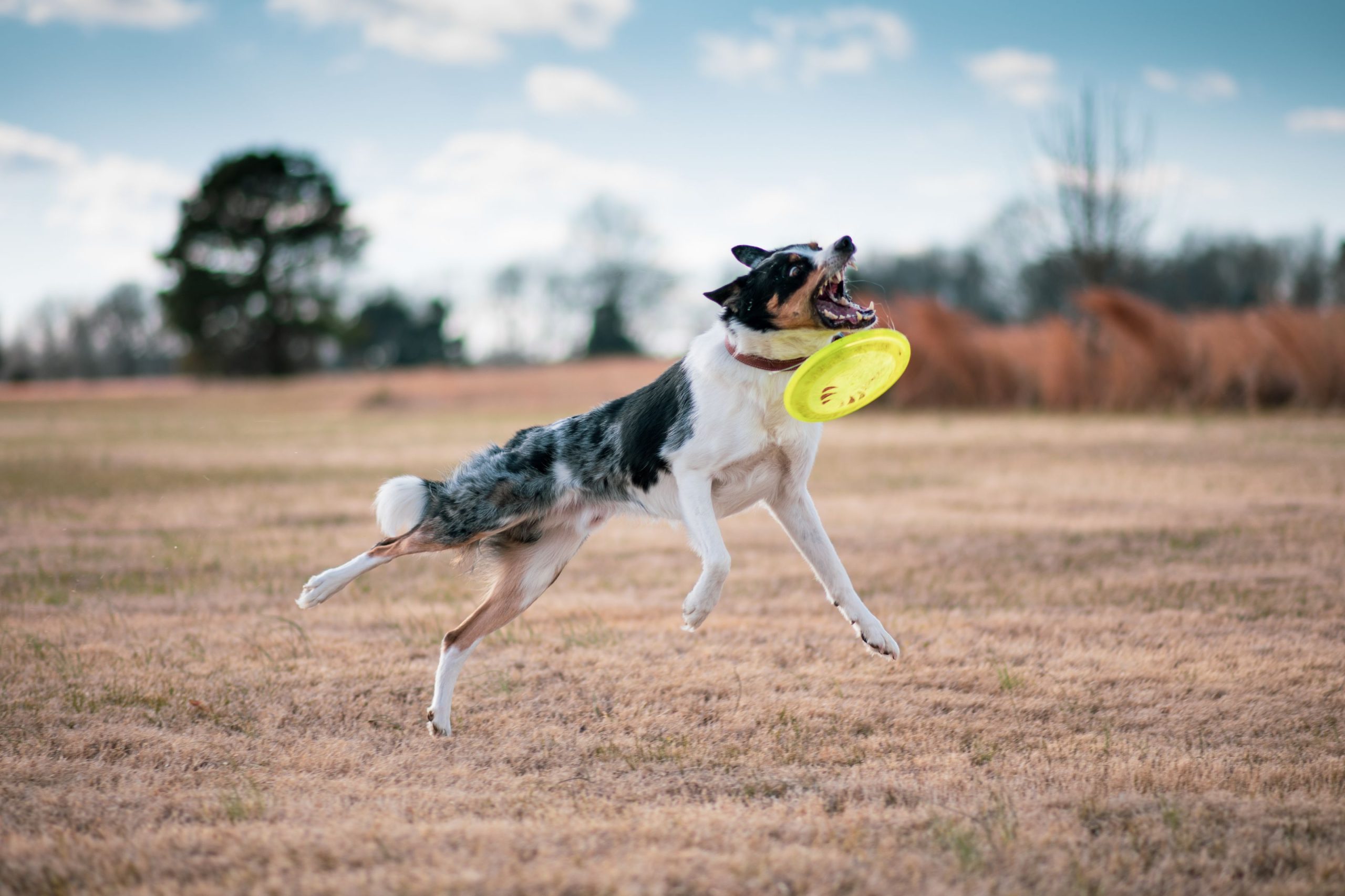 Hund fångar en frisbee i ett språng