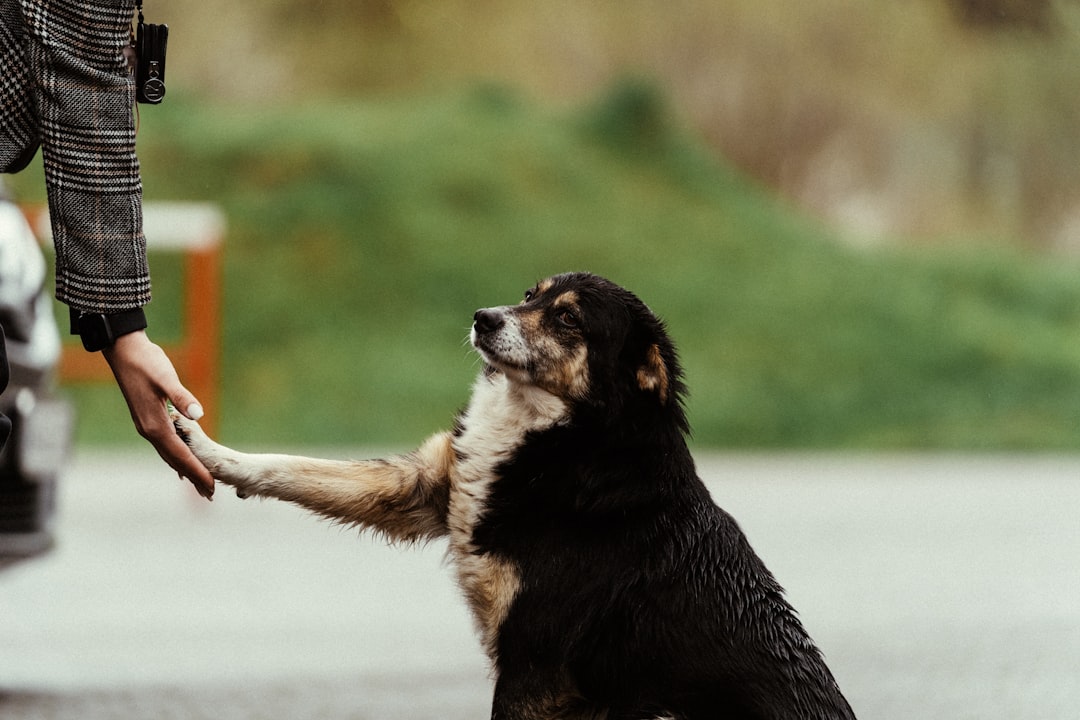 Svartvit hund ger tass till en person utomhus
