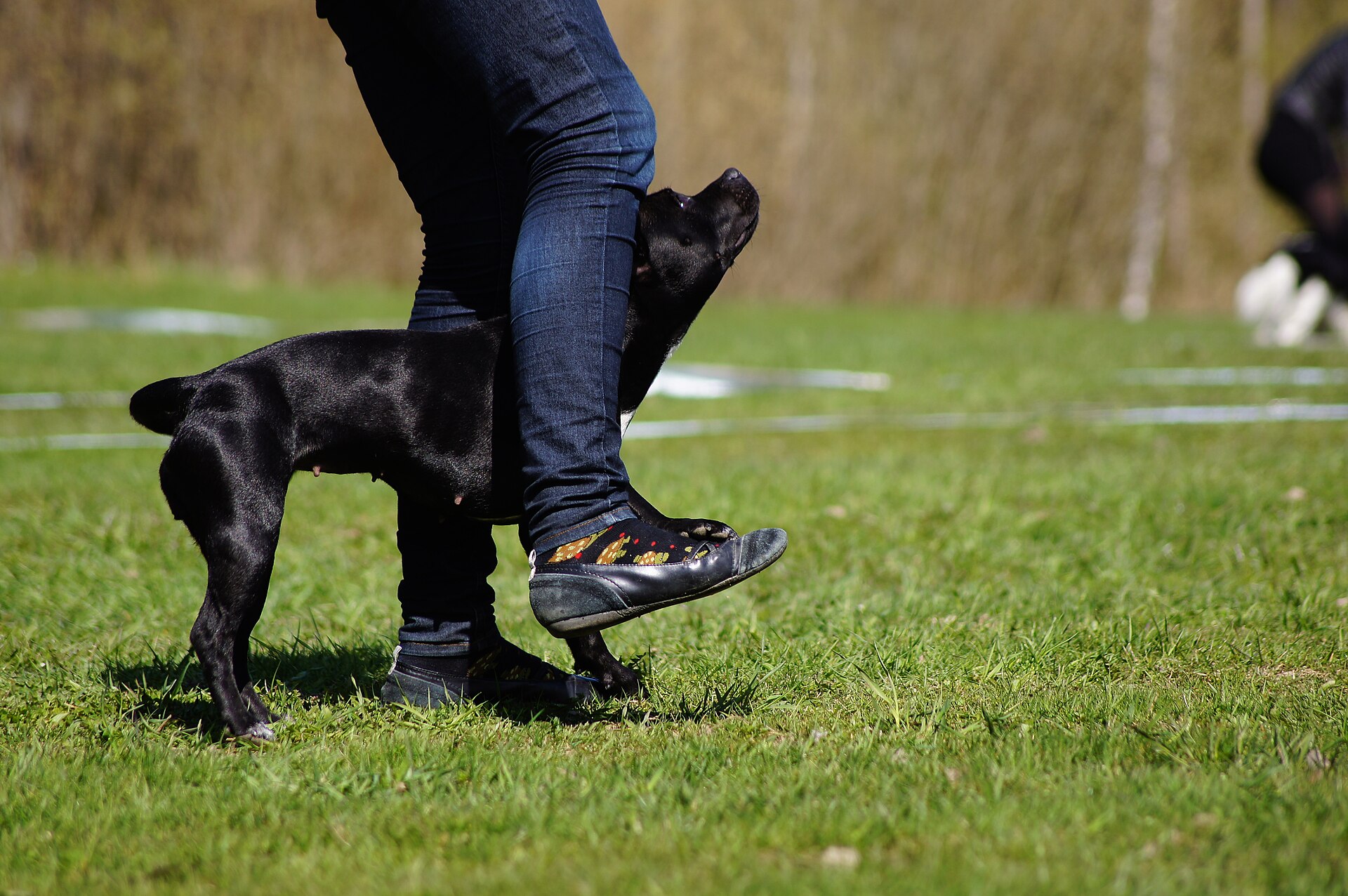 Svart hund går mellan förarens ben i freestyle på gräsplan