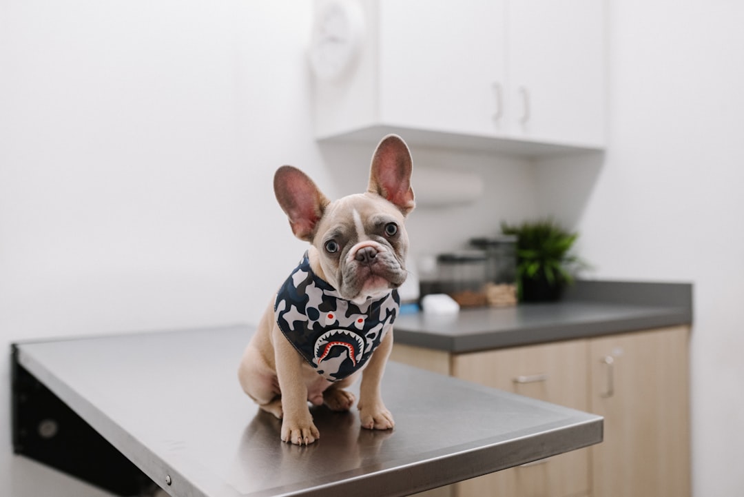 Liten hund sitter på ett undersökningsbord hos veterinären