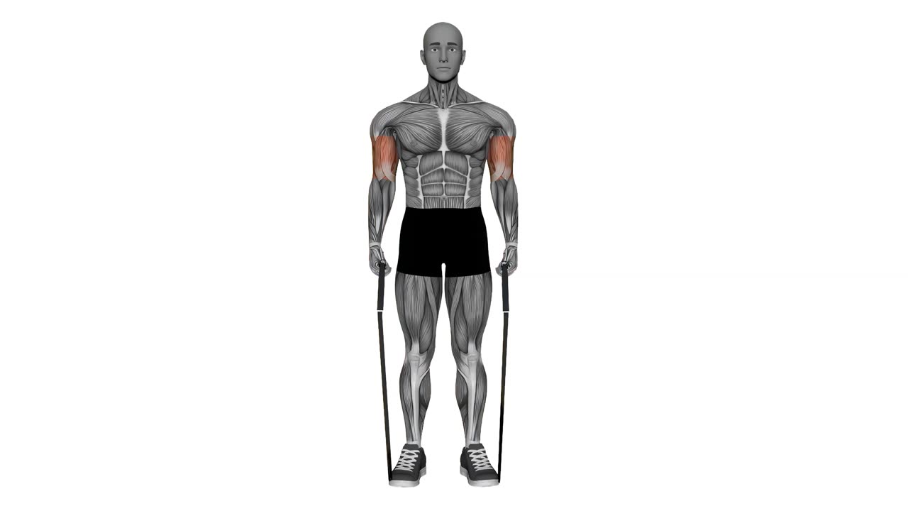 Alternerande bicepscurl med motståndsband - startposition