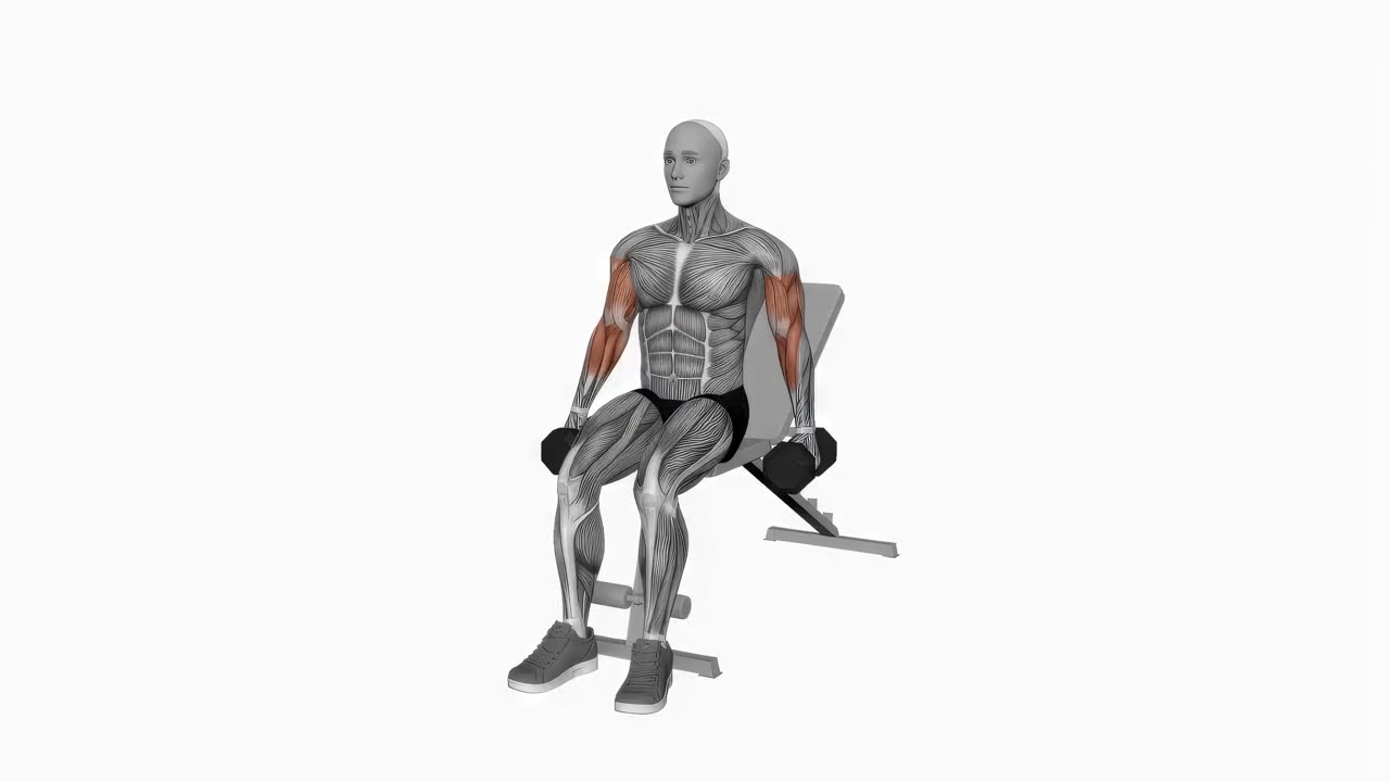 Alternerande sittande hammarcurl med hantel - startposition