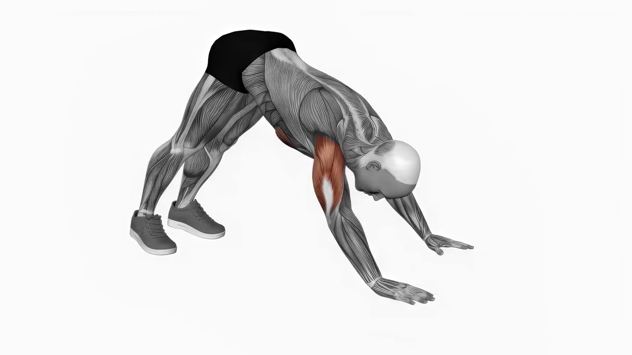 Pike-armhävning - startposition