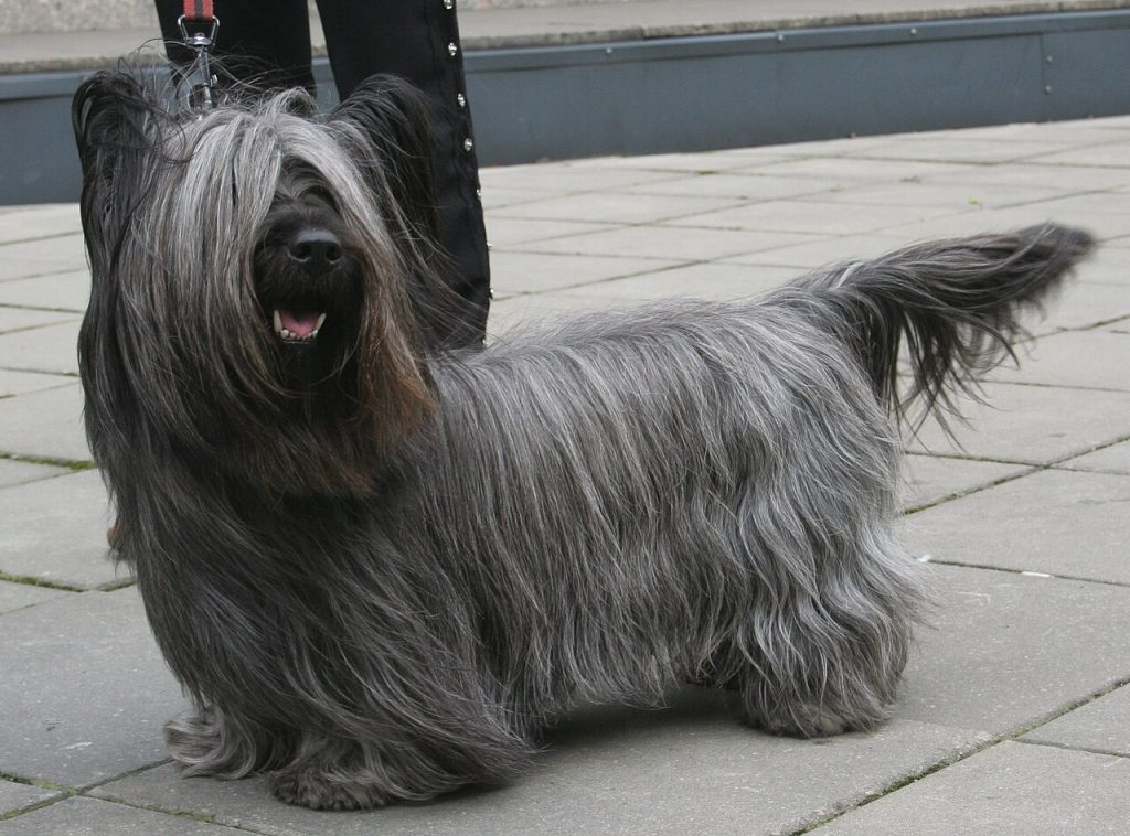 Grå skyeterrier med lång päls och långsträckt, lågställd kropp