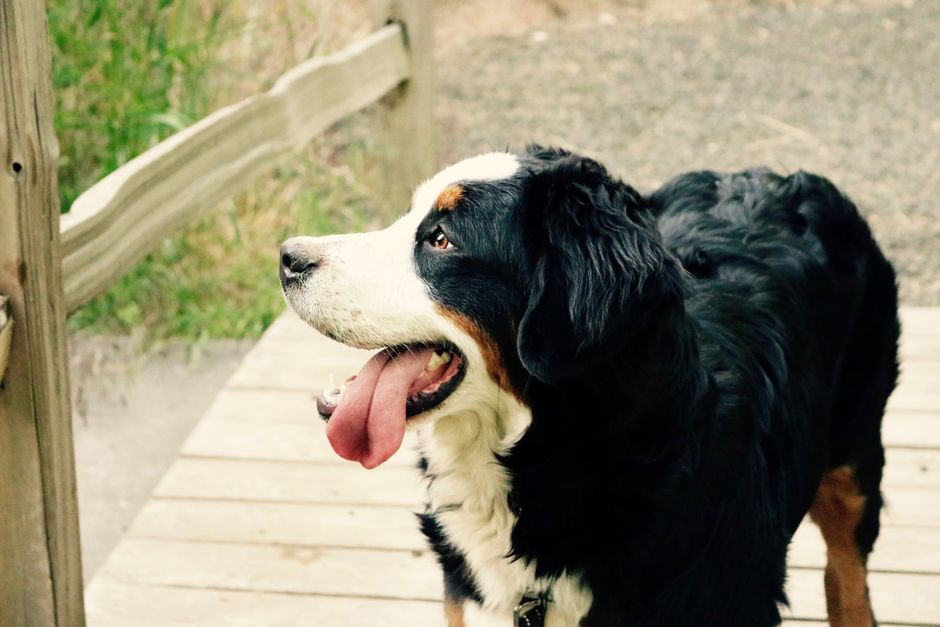 Berner sennenhund på en brygga