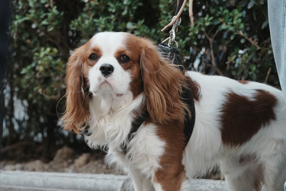 Cavalier king charles spaniel