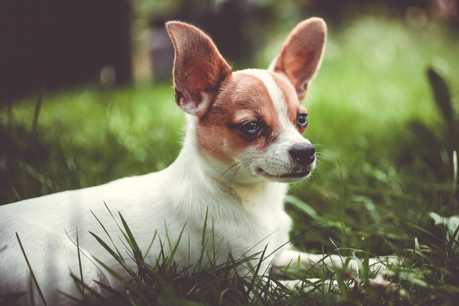 Chihuahua sitter i gräs