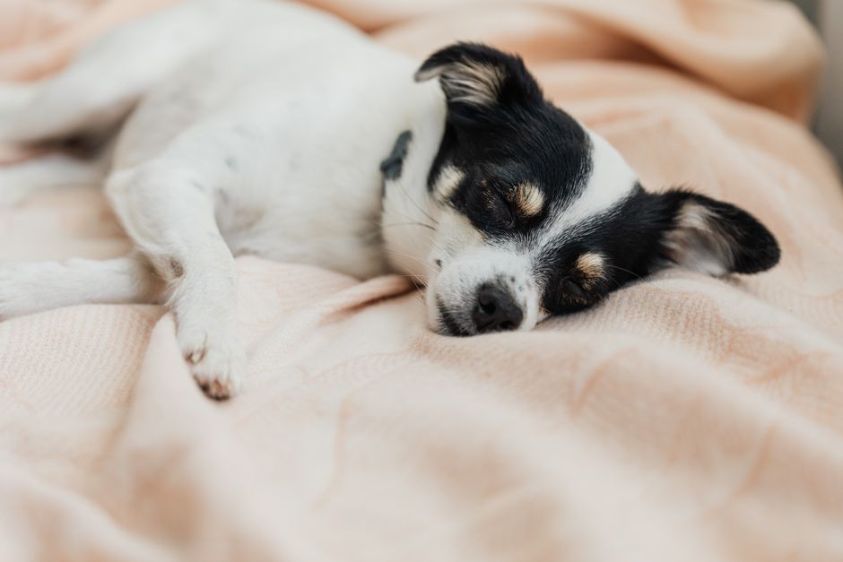 Hund vilar hopkrupen på en mjuk filt