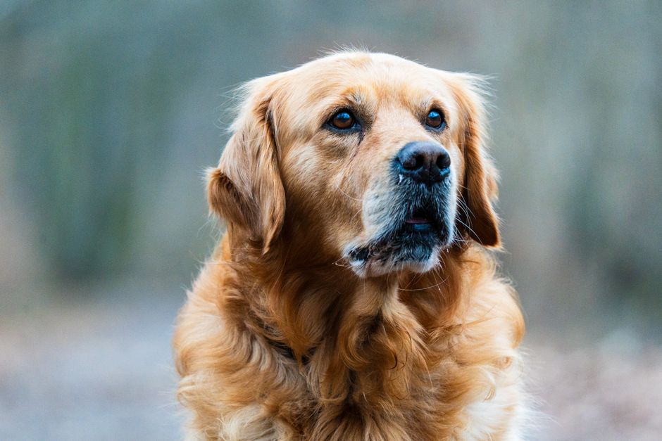 Golden retriever i närbild