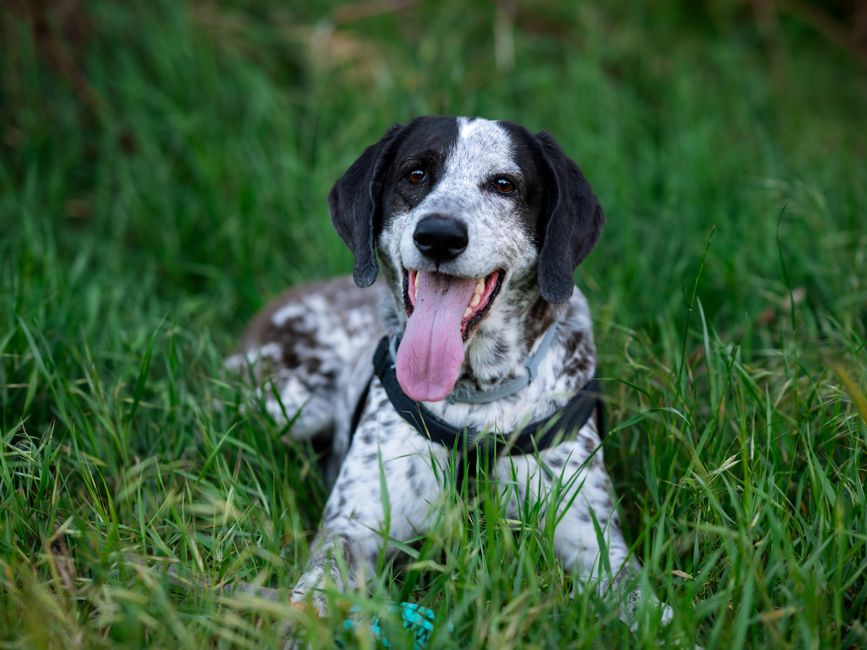 Glad hund med tungan ute i gräset