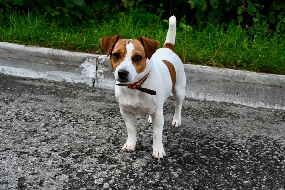 Jack russell terrier på en väg