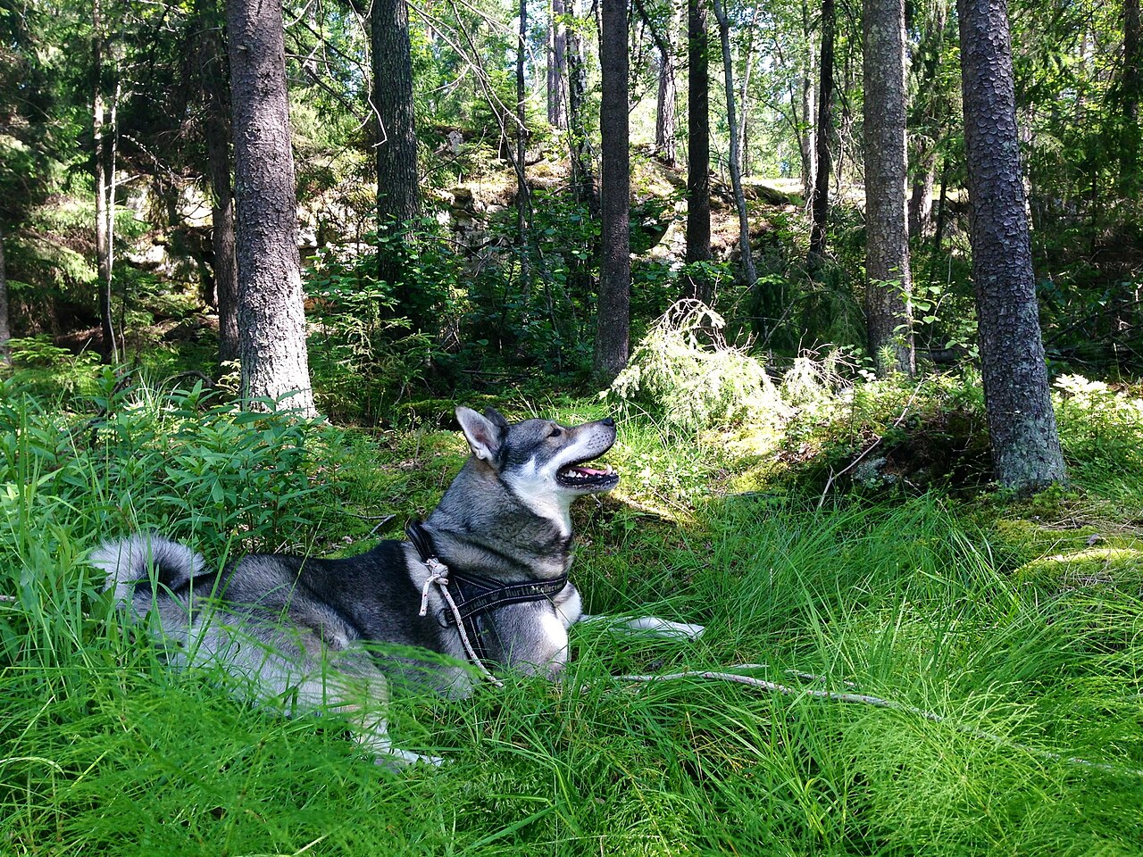 Jämthund i skogsmiljö