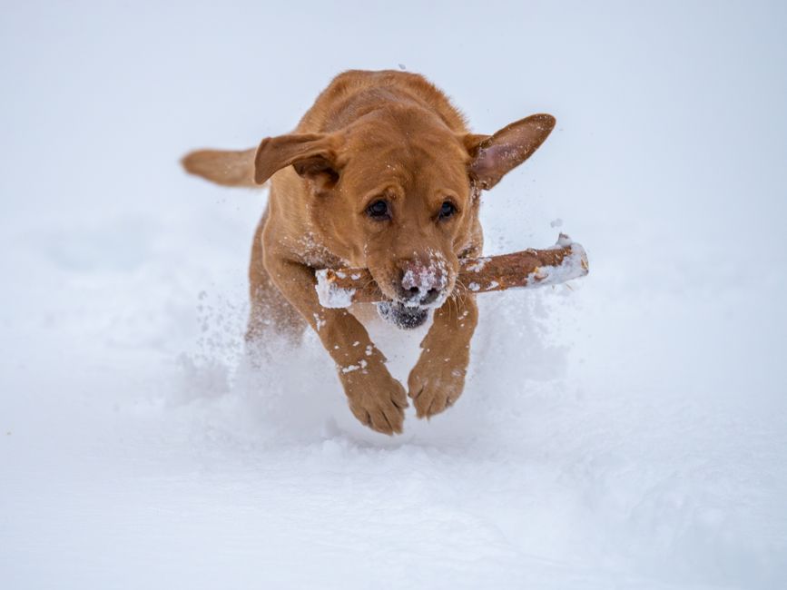 Labrador retriever springer i snö