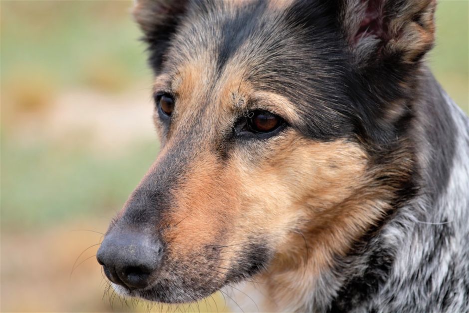 Tysk schäferhund i närbild