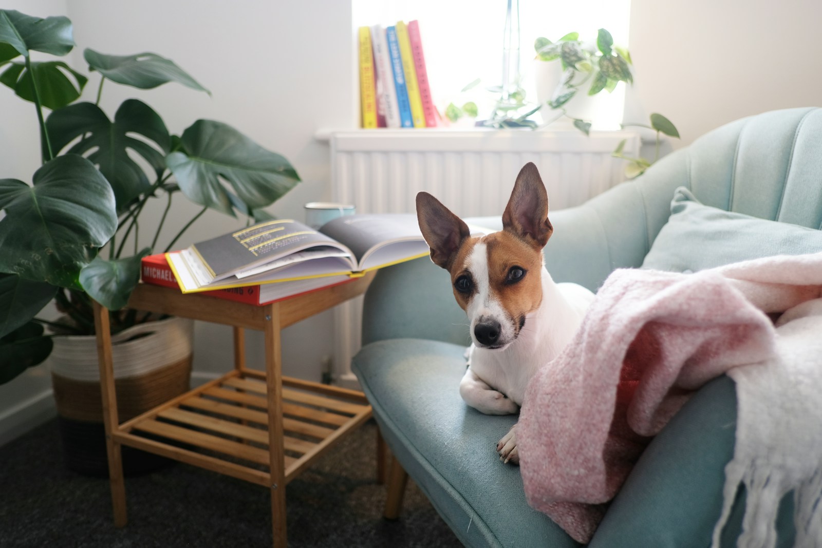 Liten hund ligger i en ljusblå soffa i ett hemtrevligt vardagsrum