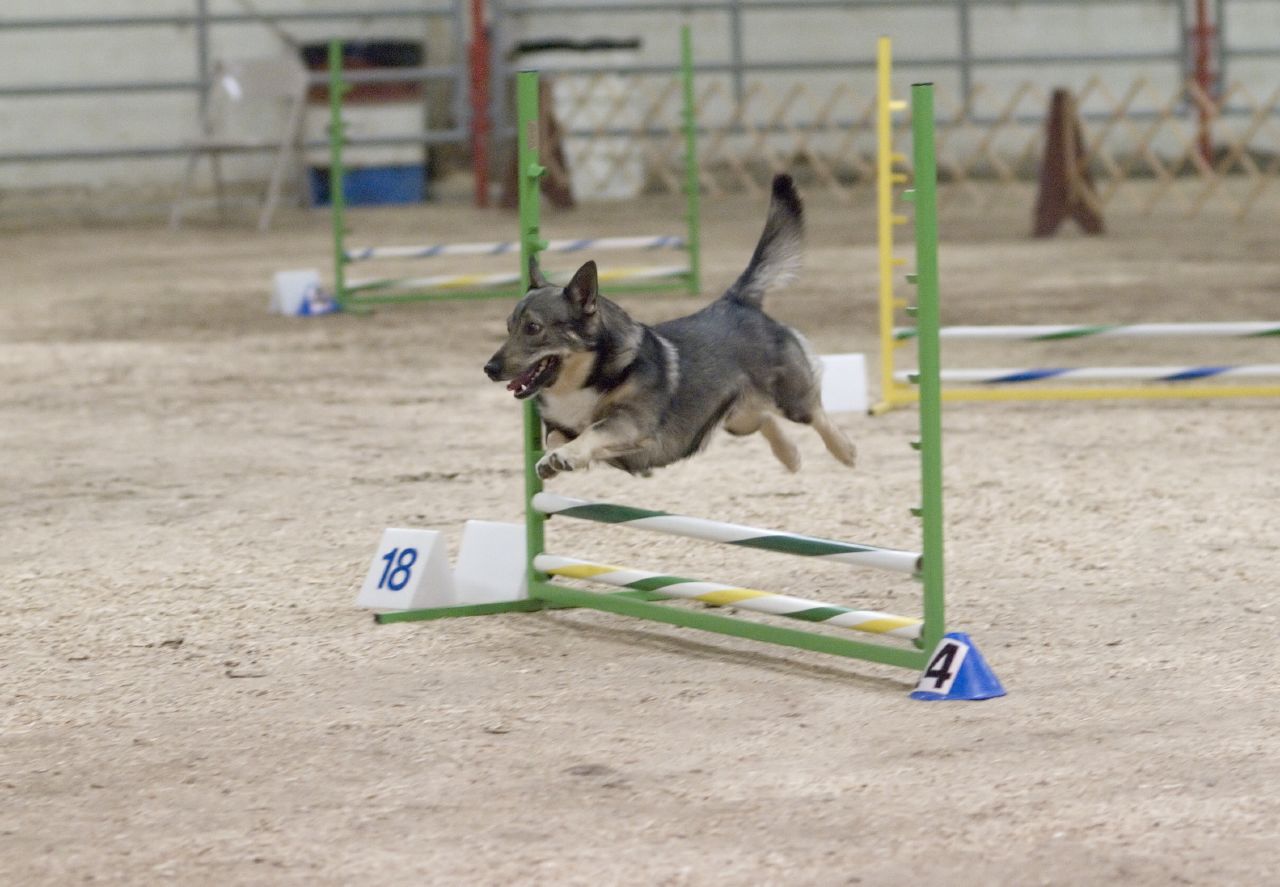 Västgötaspets hoppar över hinder i agility