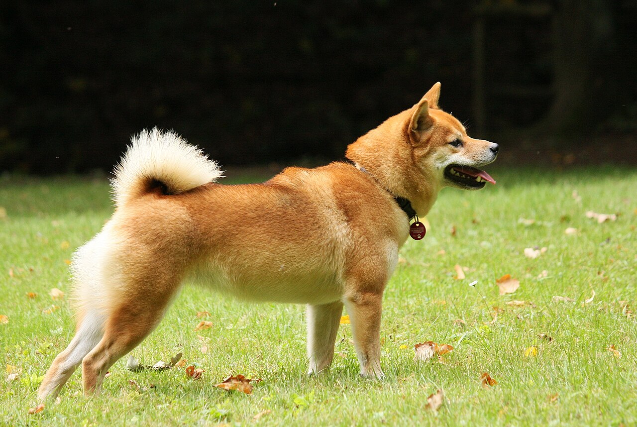 Röd shiba i profil på en gräsmatta med ringlad svans