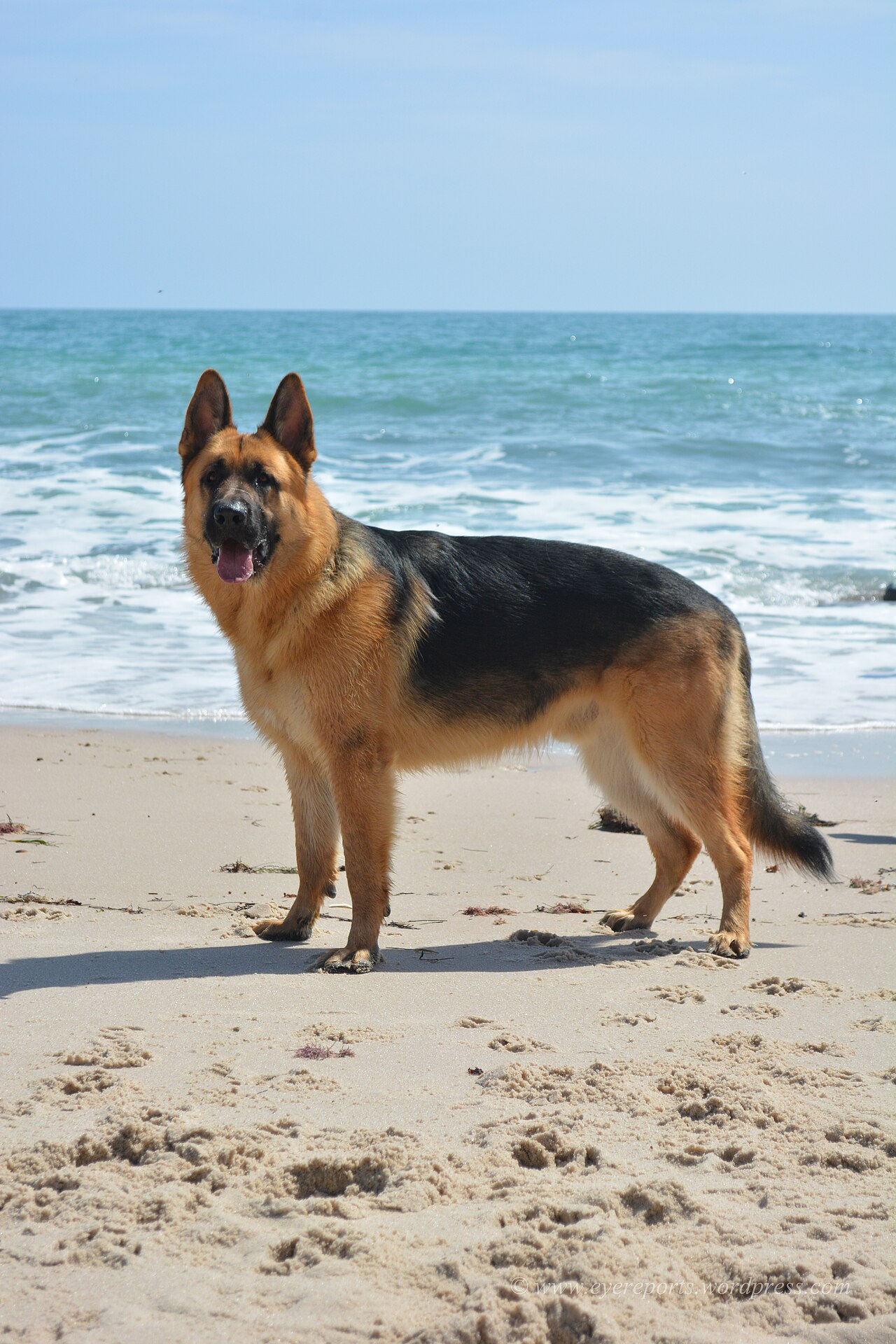 Svart och brun tysk schäferhund står i profil på en strand