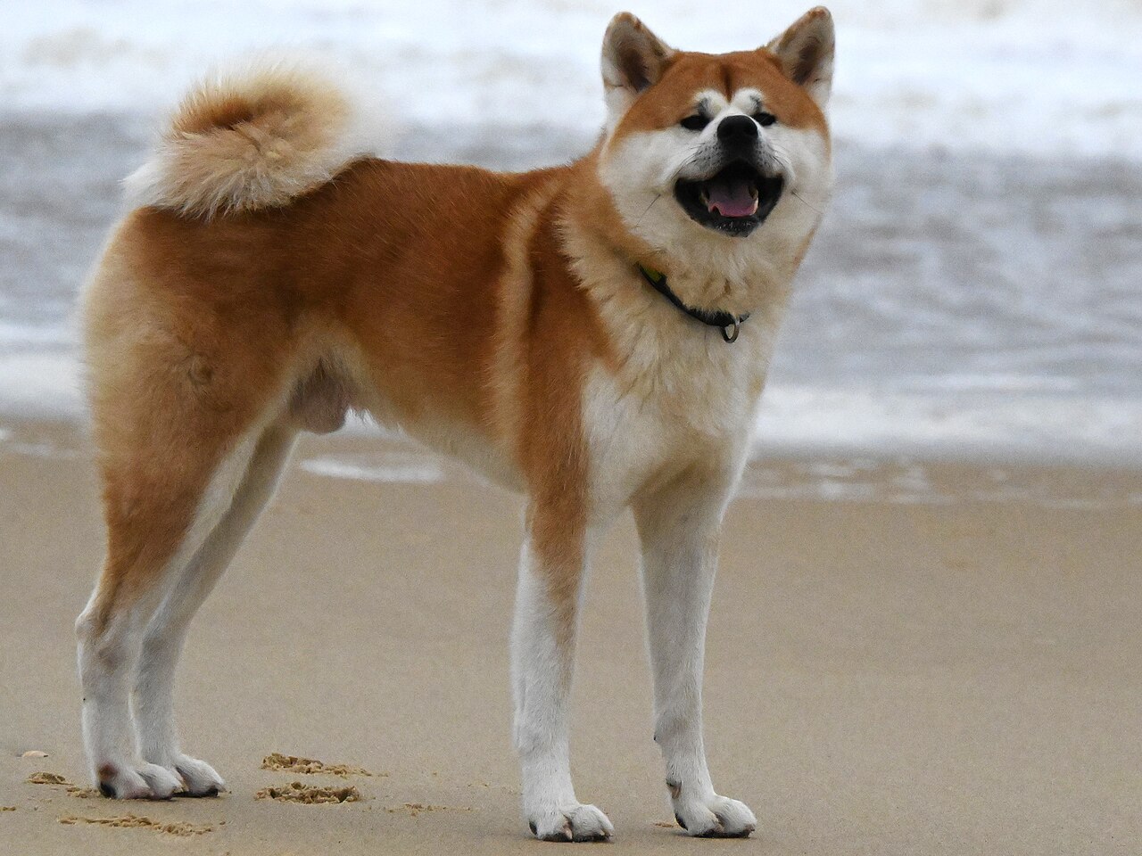 Akita med röd och vit päls står på en sandstrand