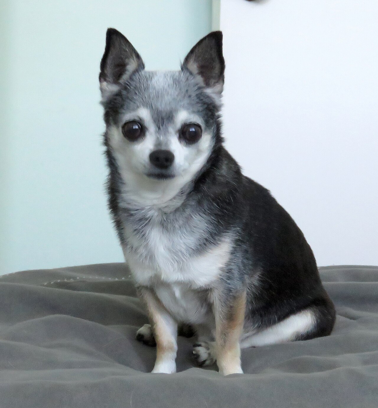 Chihuahua med stora upprättstående öron och rasens äppelformade huvud