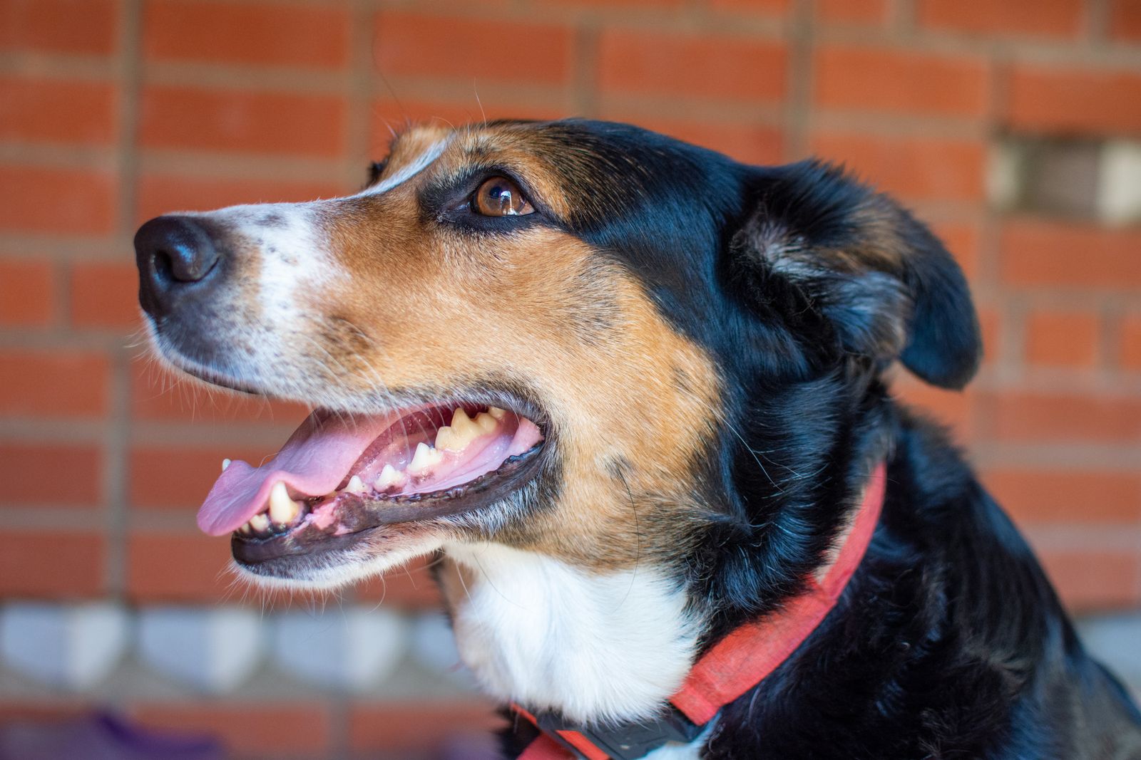 Glad hund med rött halsband som tittar uppåt framför en tegelvägg