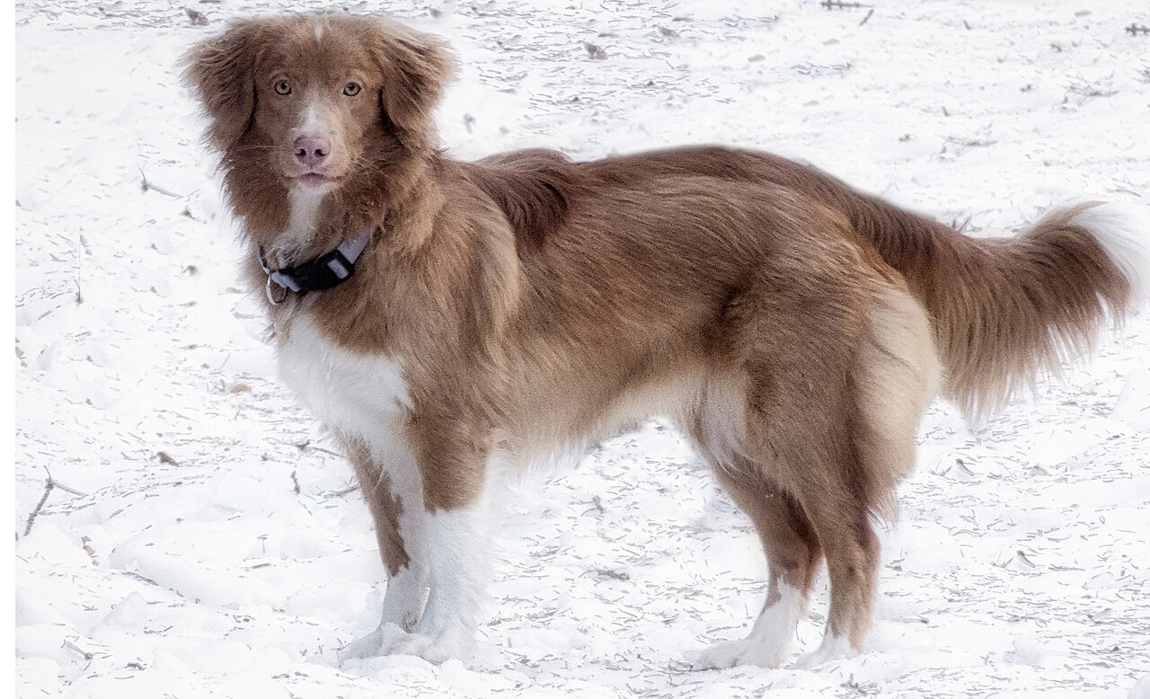 Röd nova scotia duck tolling retriever står i snö med vit bringa och vita tassar