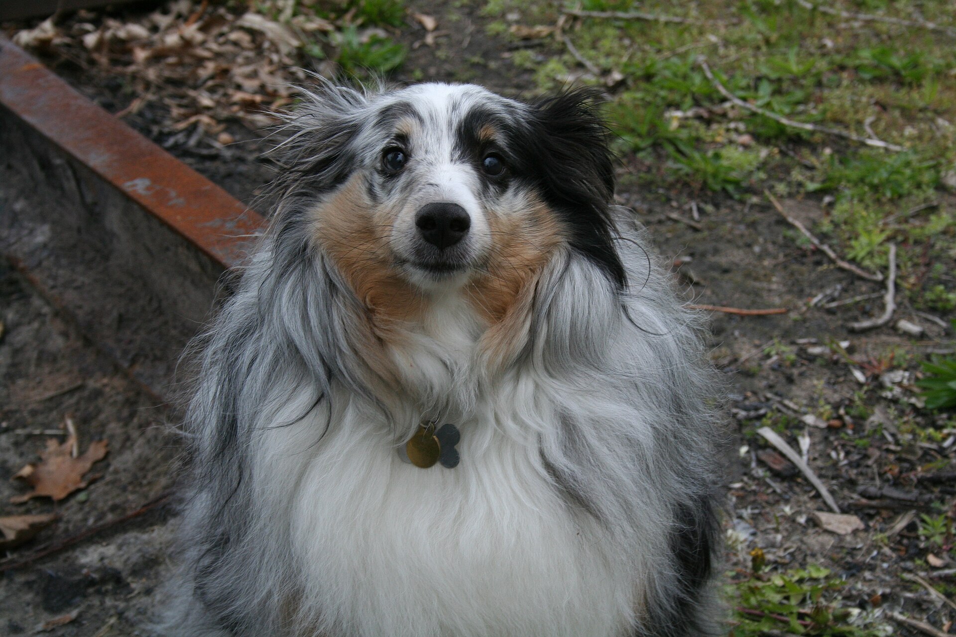 Blue merle shetland sheepdog som sitter utomhus och tittar upp