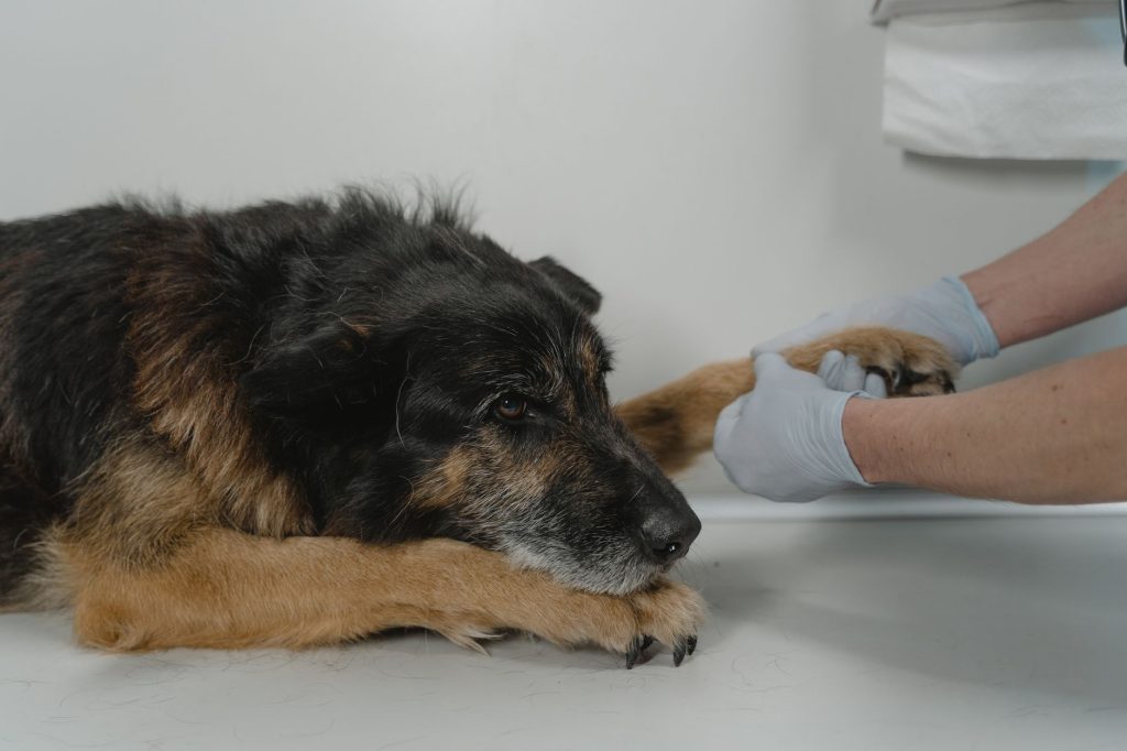 Veterinär håller en äldre hunds framtass