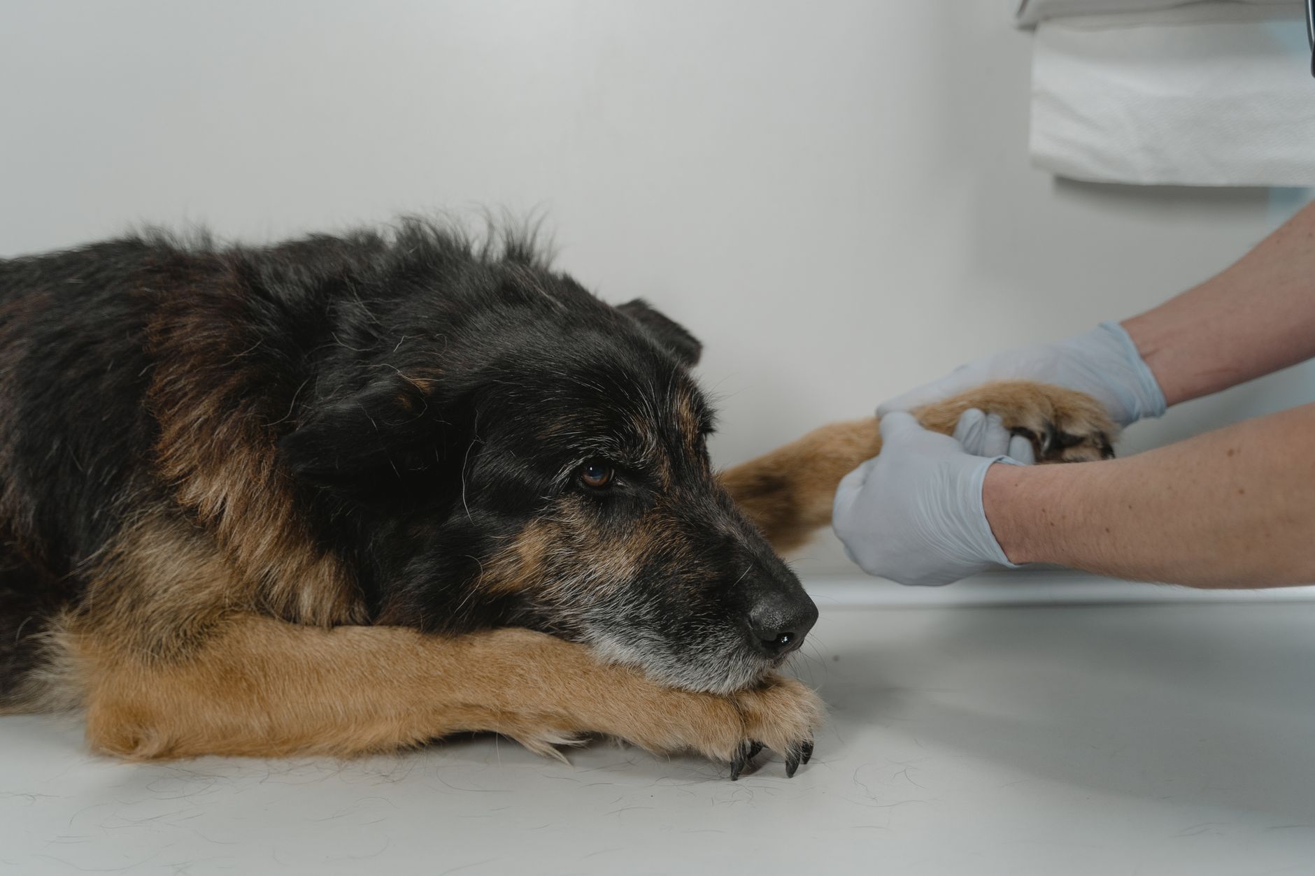 Veterinär håller en äldre hunds framtass